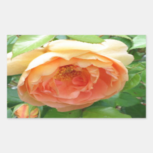 Orange Blush Rose Rectangular Sticker