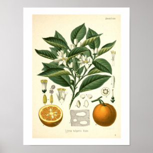 Orange Botanical Print