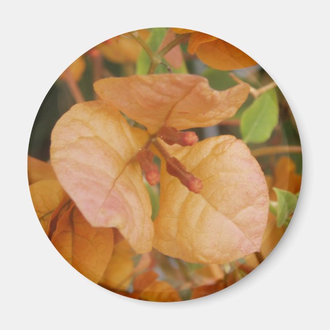 Orange Bougainvillea Magnet (Front)