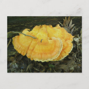Orange Bracket Fungus Postcard