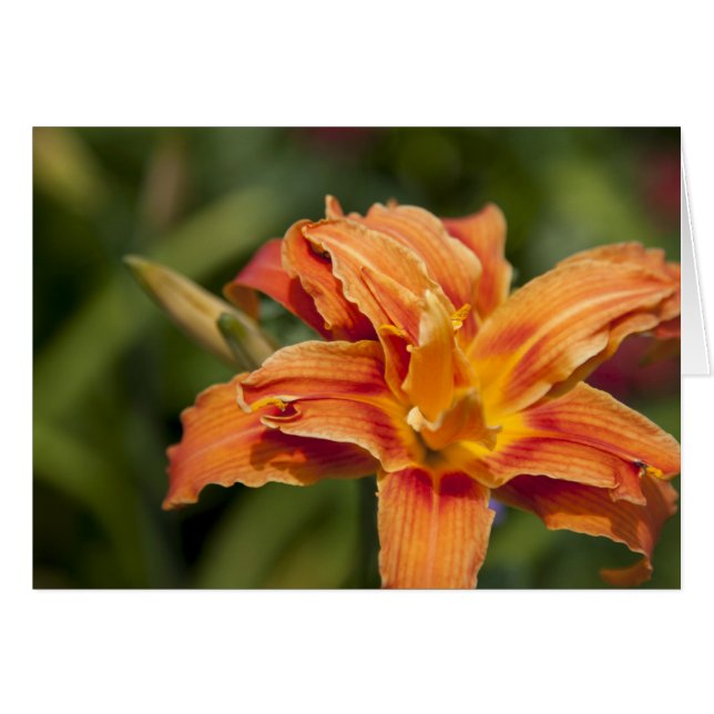 Orange brilliance (Front Horizontal)