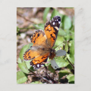 Orange Brown Butterfly Photo Postcard