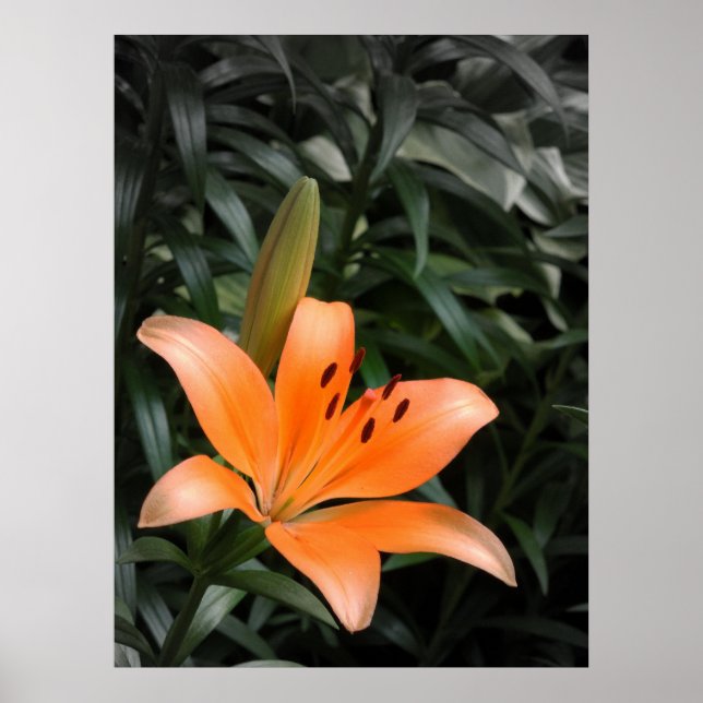 Orange Burst Poster (Front)