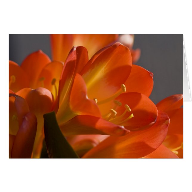 Orange Bush Lily (Front Horizontal)