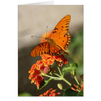 Orange Butterfly
