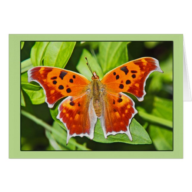 Orange Butterfly (Front Horizontal)