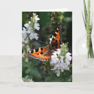 Orange Butterfly and White Blossoms Card