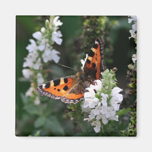 Orange Butterfly and White Blossoms Magnet (Front)