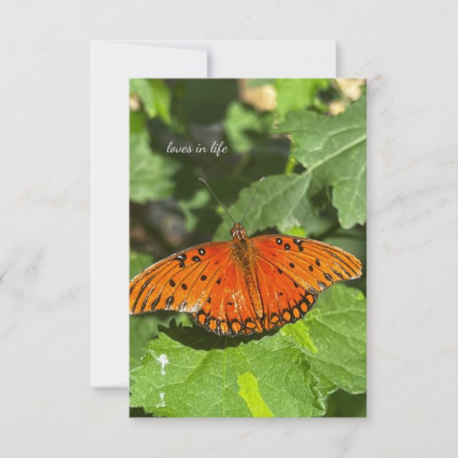 Orange Butterfly Card (Front)