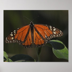 Orange Butterfly Nature Photography Poster