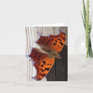 Orange Butterfly Note Card
