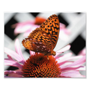 Orange Butterfly On Echinacea Flower 8x10 Photo Print