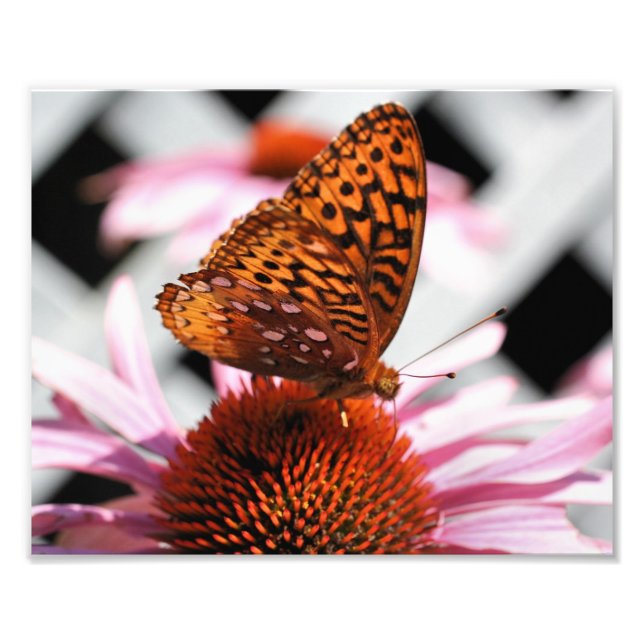 Orange Butterfly On Echinacea Flower 8x10 Photo Print (Front)