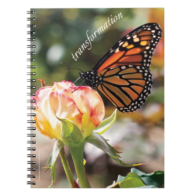 Orange Butterfly on Rose - Spiral Notebook (Front)