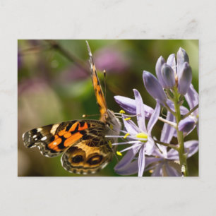 Orange Butterfly on Wild Hyacinth Apparel & Gifts Postcard