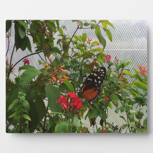ORANGE BUTTERFLY PLAQUE (Front)