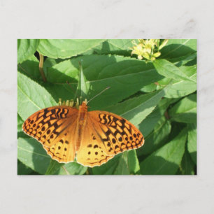 Orange Butterfly Postcard