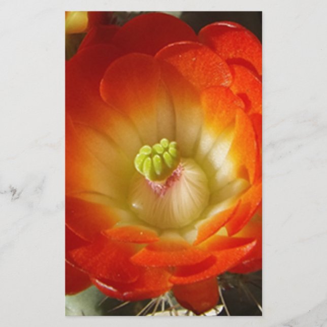 Orange-Cactus-flower (Front)