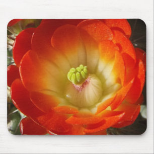 Orange Cactus Flower Mouse Pad