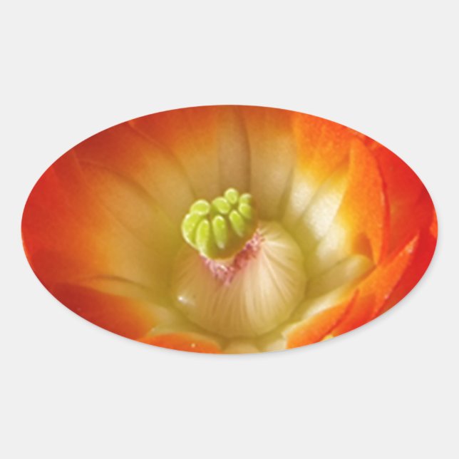 Orange-Cactus-flower Oval Sticker (Front)