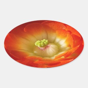 Orange-Cactus-flower Oval Sticker