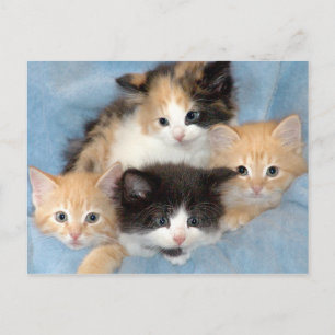 Orange, Calico and Black/White Kittens Postcards