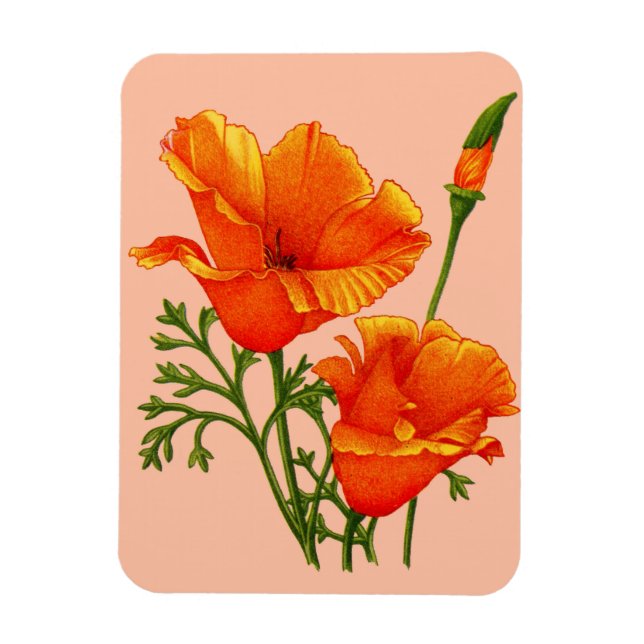 orange California poppies Magnet (Vertical)