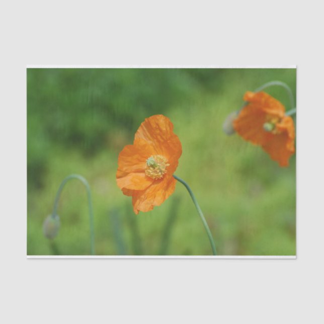 Orange California Poppy Tissue Paper (Front)
