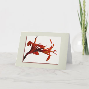 Orange Canna Greeting Card