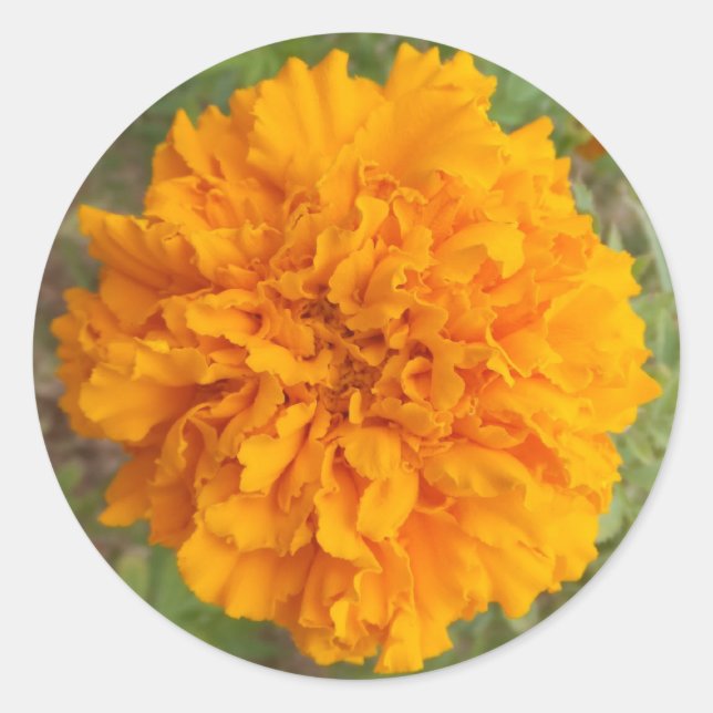 Orange Carnation stickers (Front)