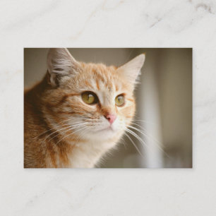 Orange Cat  Business Cards