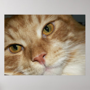 Orange Cat Eyes Poster