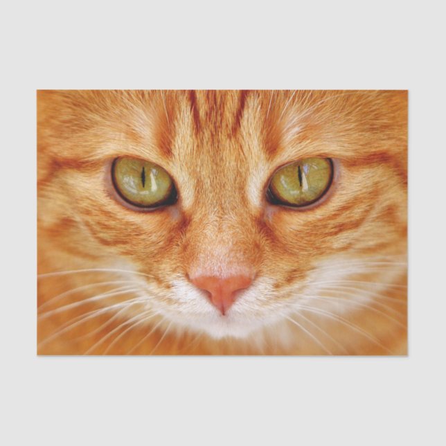 orange cat face tissue paper (Front)