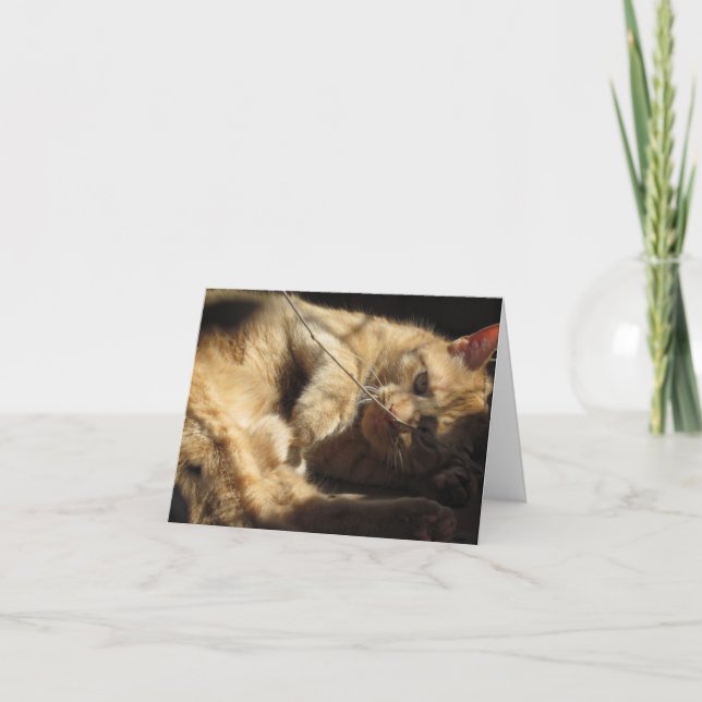 Orange Cat in the Sunshine Note Cards (Front)
