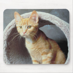 Orange Cat in Toy Mouse Pad