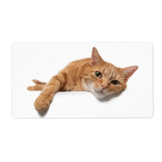 Orange Cat Laying Down