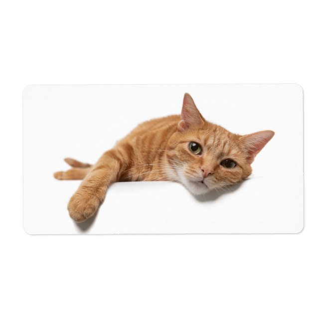 Orange Cat Laying Down (Front)