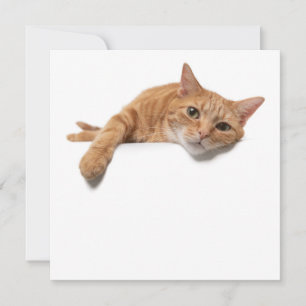 Orange Cat Laying Down Announcement