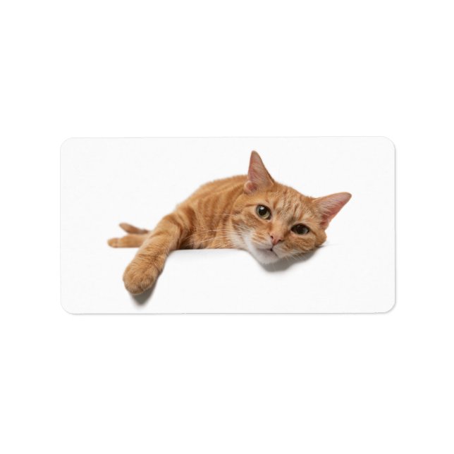 Orange Cat Laying Down Label (Front)