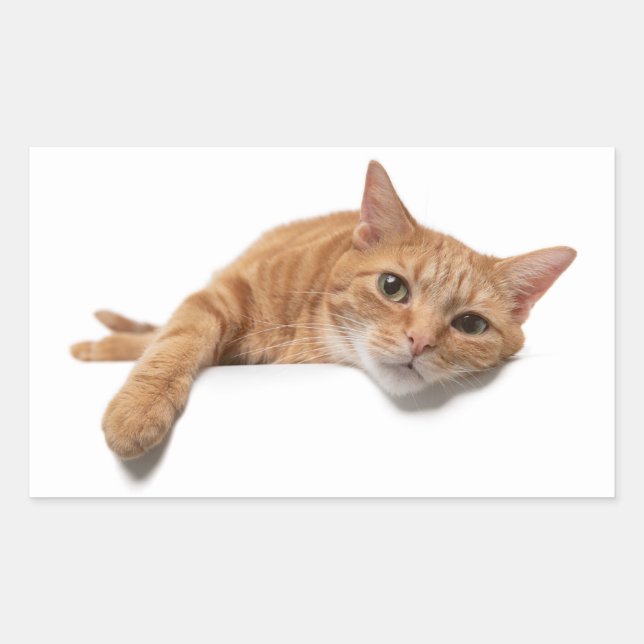 Orange Cat Laying Down Rectangular Sticker (Front)