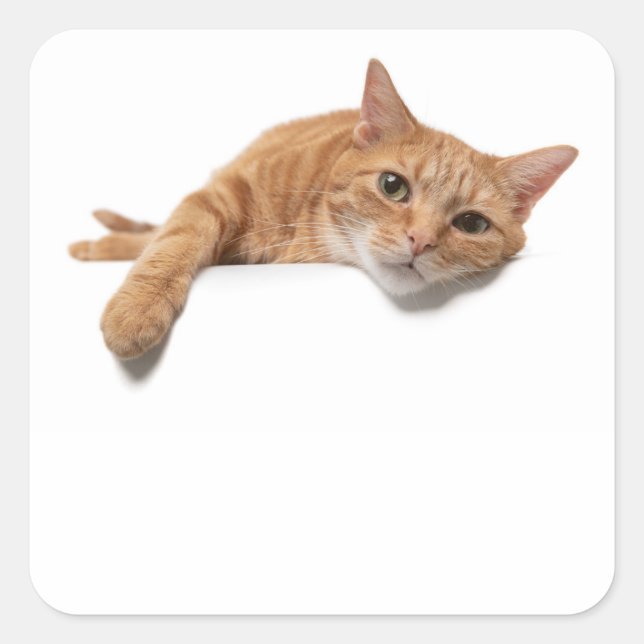 Orange Cat Laying Down Square Sticker (Front)