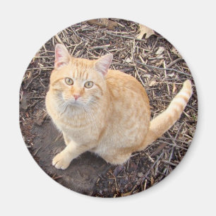Orange Cat Magnet