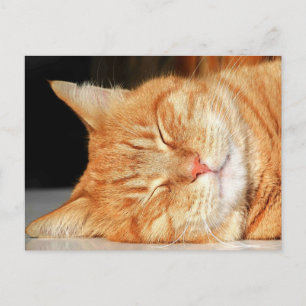 Orange cat postcard