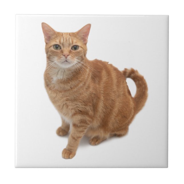 Orange Cat Standing Ceramic Tile (Front)