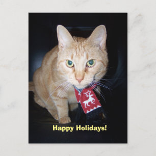 Orange Cat Wearing Scarf Happy Holidays Postcard