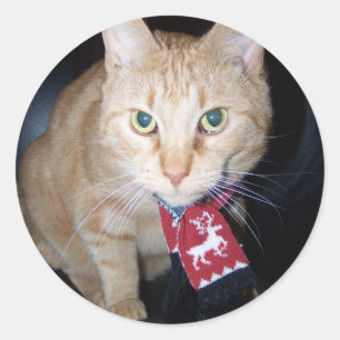 Orange Cat Wearing Scarf Sticker