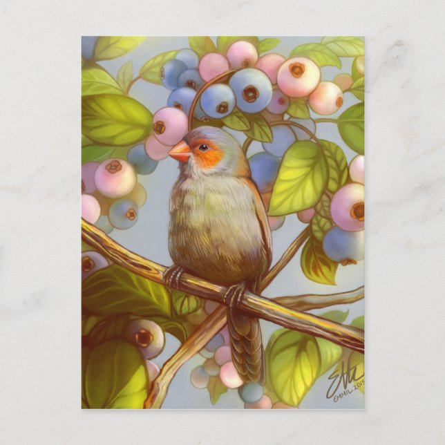 Orange cheeked waxbill finch with blueberries postcard (Front)