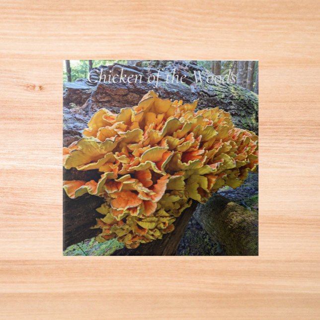 Orange Chicken of the Woods Mushroom Ceramic Tile (In Situ)