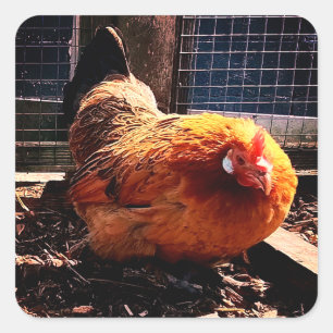 Orange chicken  square sticker