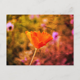 Orange chiffon poppy and wall postcard